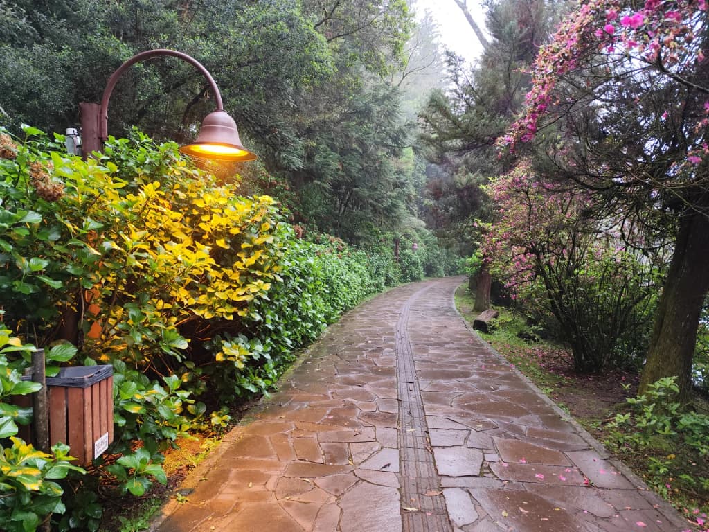 Lago Negro pathway surrounded by hydrangeas