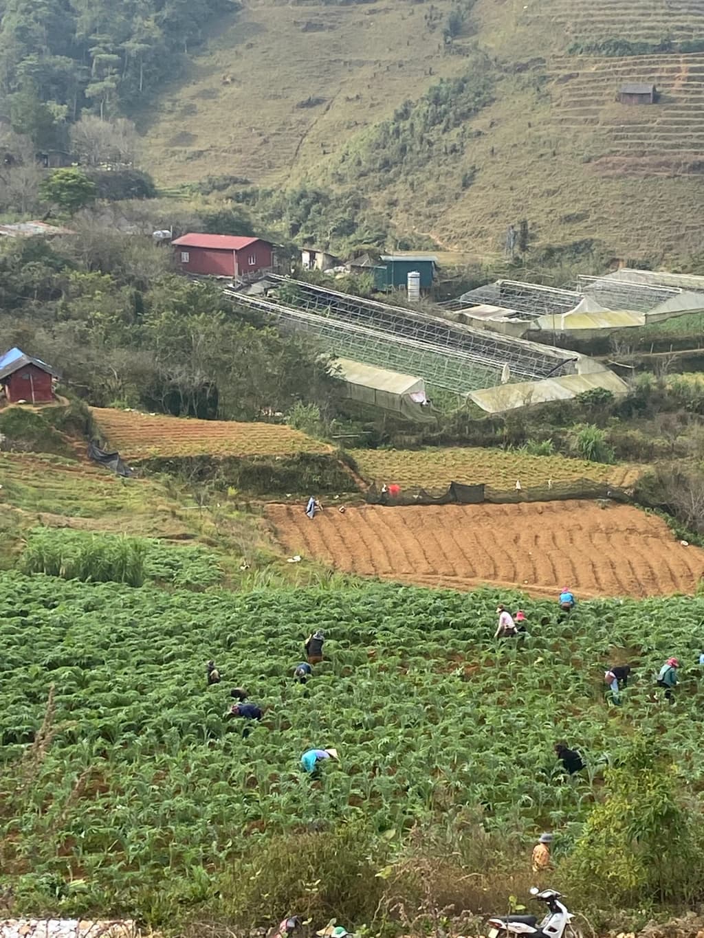 Lush, green terraced rice fields cascade down the mountains of Sapa