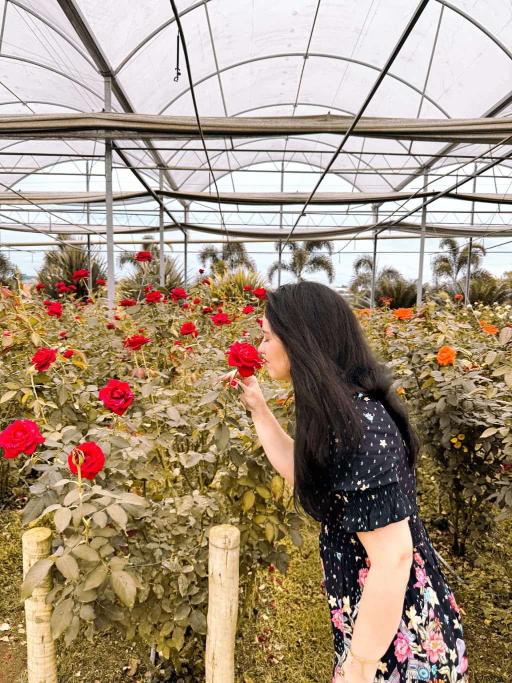 Campos de flores en Bloemen Park, Holambra