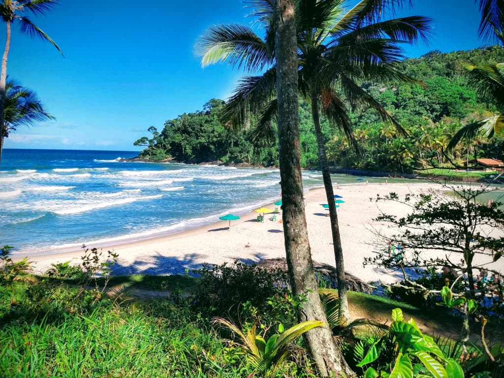 Palm trees framing the rugged coastline of Itacaré