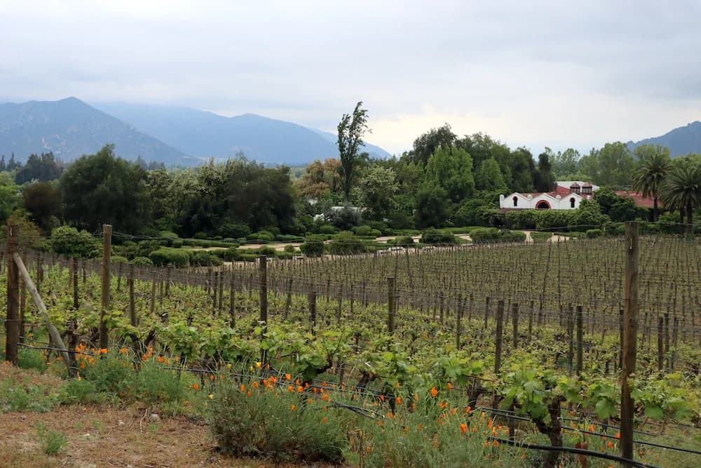 Maipo Wine Tours - Photo by Maipo Valley Wine Tours