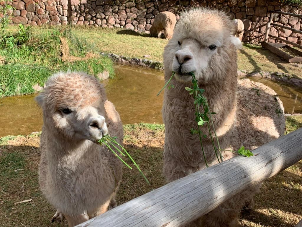 Awana Kancha alpaca farm entrance in Cusco