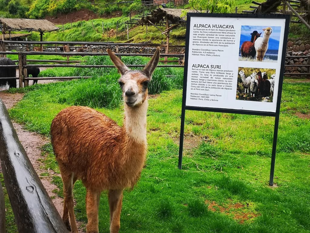 Awana Kancha feeding the hungry alpacas