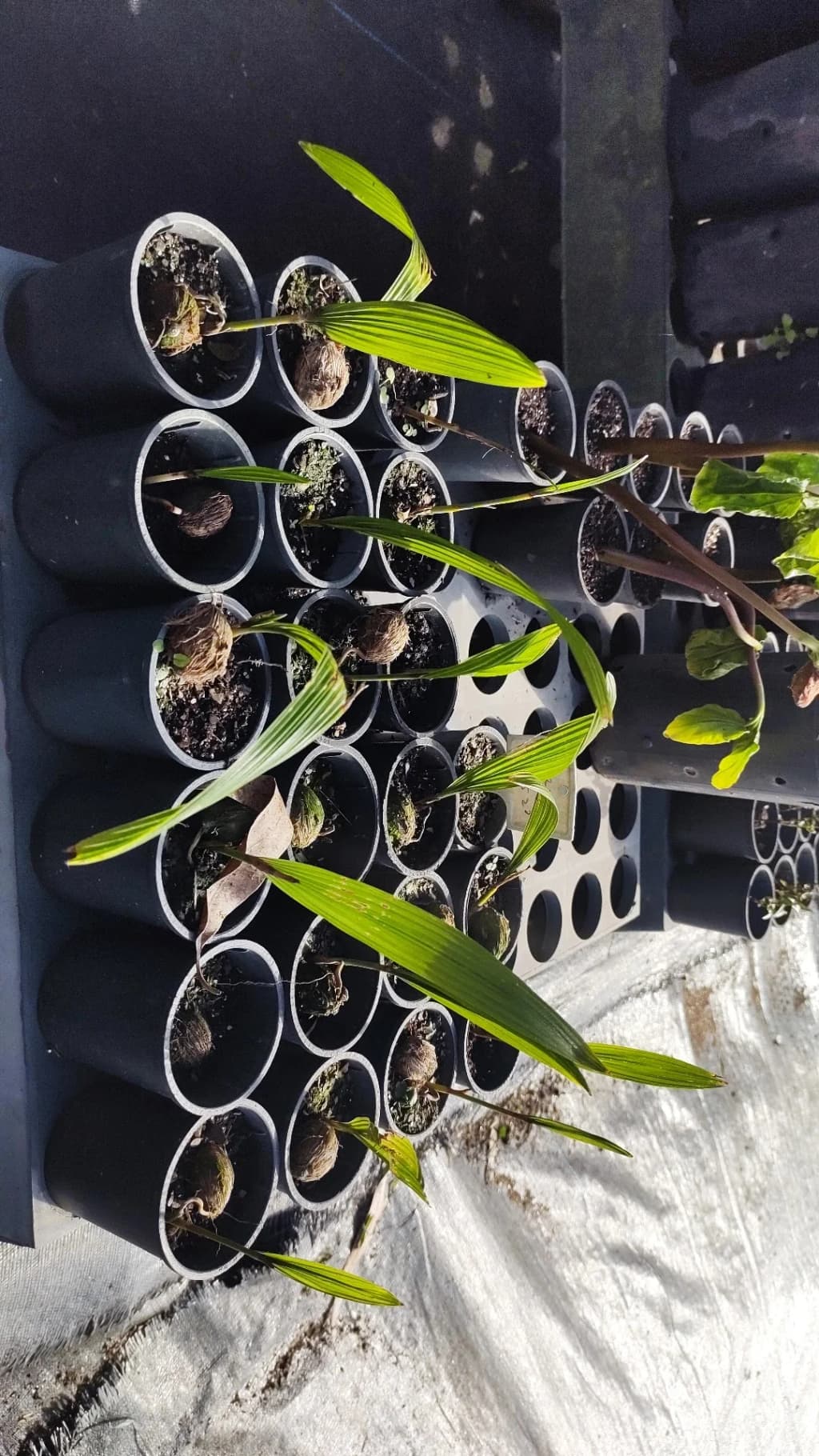 Lush green Atlantic Forest in Nova Friburgo