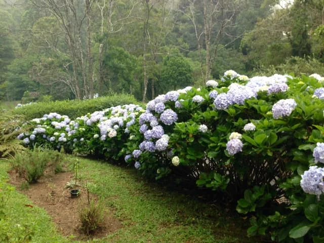 Montañas verdes rodeando la Estrada do Rocio
