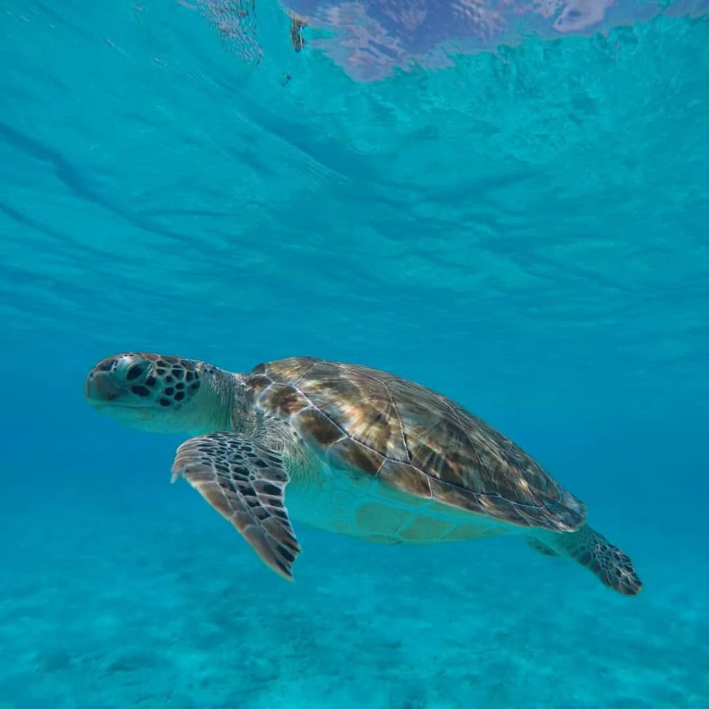 Klein Curacao - Photo by Bruno Carvalho