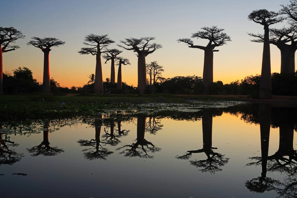 Towering ancient Baobab trees lining a dirt road in Madagascar at sunset