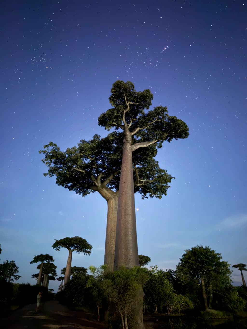 Allée des Baobabs - Photo by 长脸张少侠