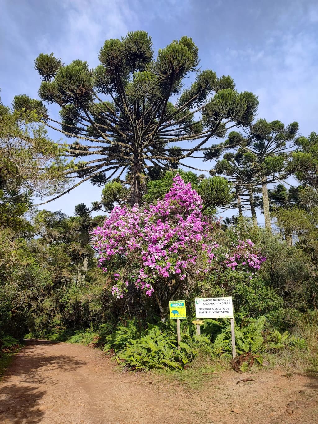 Dramatic view of the Itaimbezinho Canyon cliffs - Photo by Raphael Leonardi