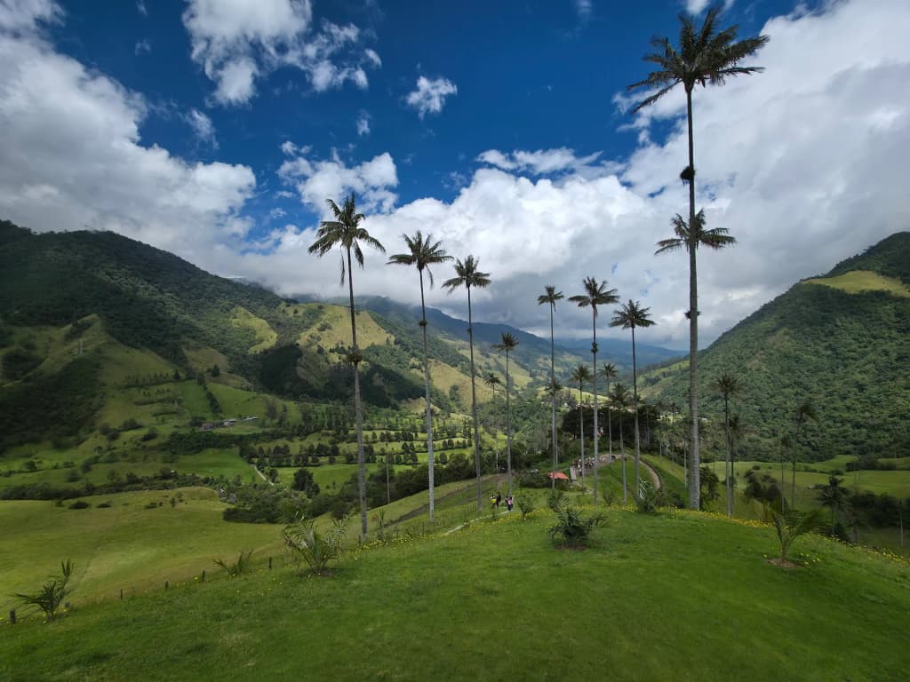 Palmas de cera en la niebla del Valle de Cocora
