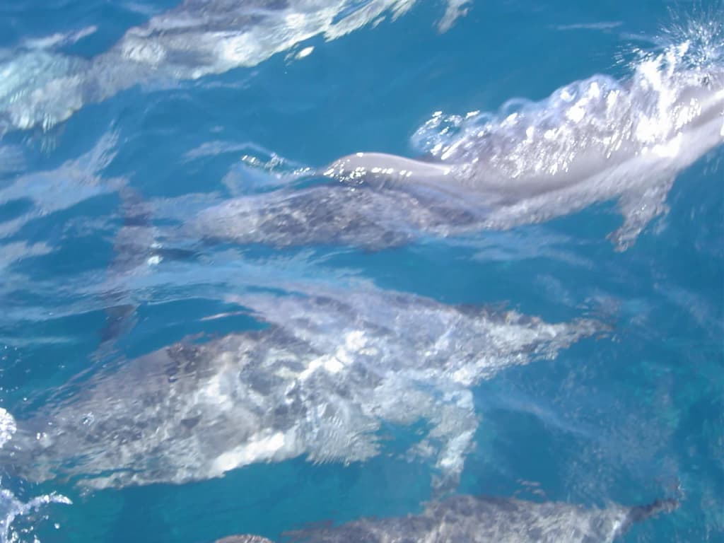 Fernando de Noronha Sunset - Photo by Jefferson Vieira