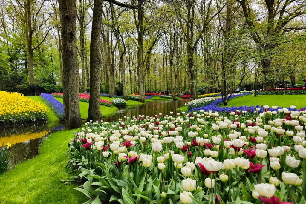 Campos de tulipas na primavera em Keukenhof