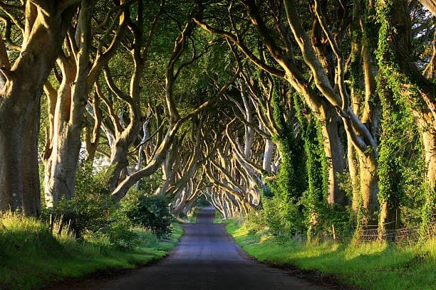 The Dark Hedges tree tunnel famous from Game of Thrones