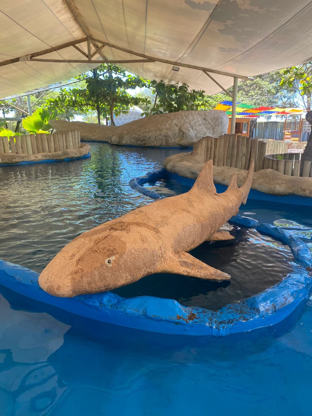 Tortuguitas recién nacidas en Projeto Tamar Aracaju