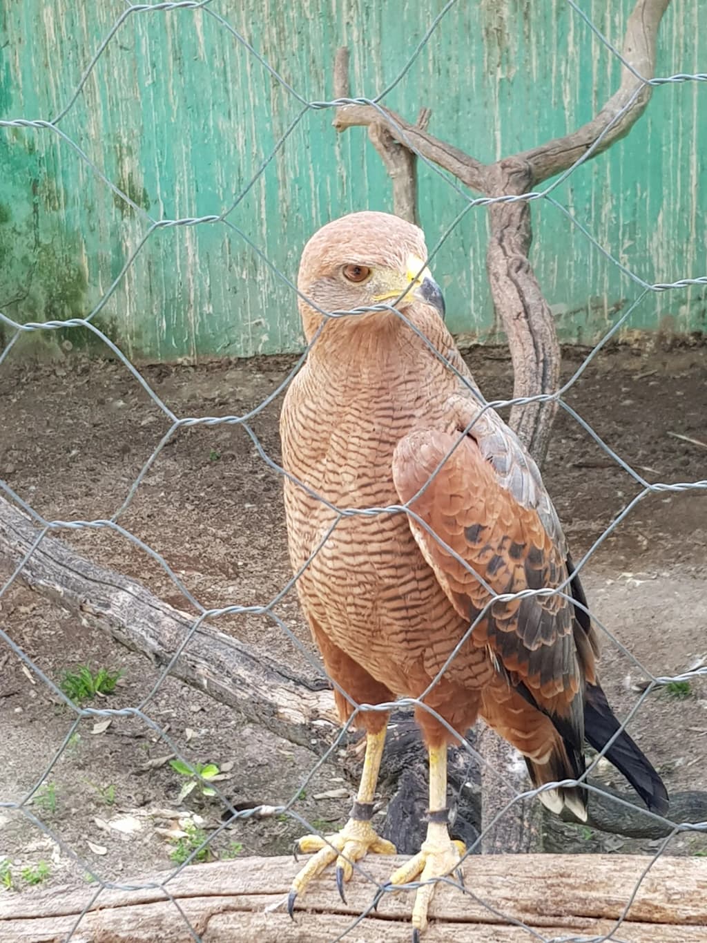 Hawk's Park - Photo by Marcos Freitas