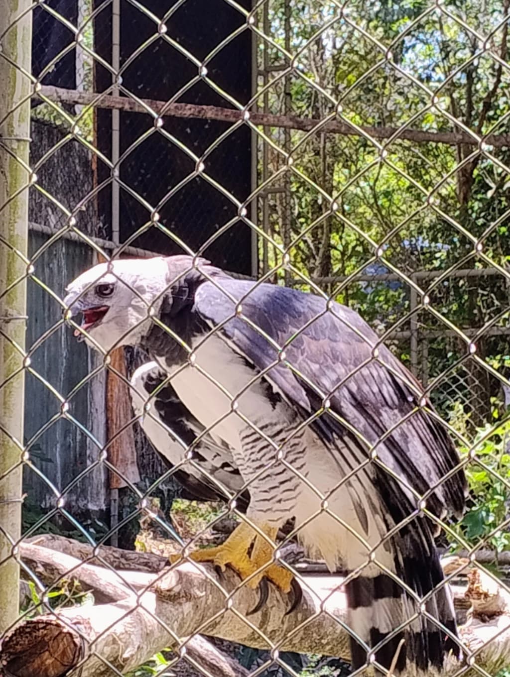 Ave rapaz en el Parque dos Falcões