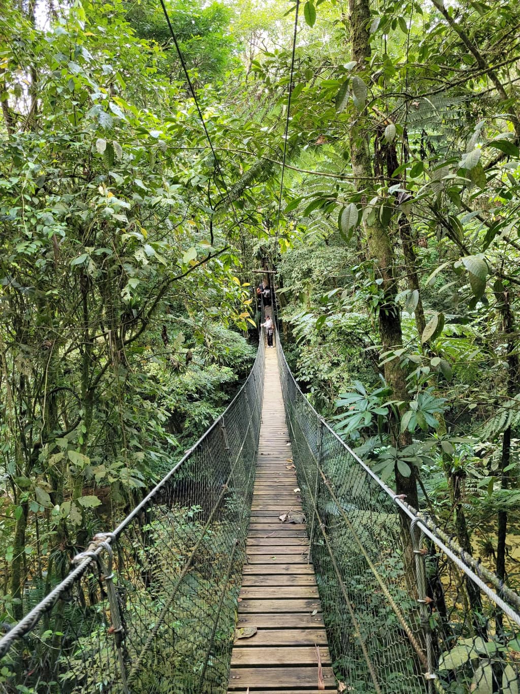Mist rising over Parque das Neblinas forest