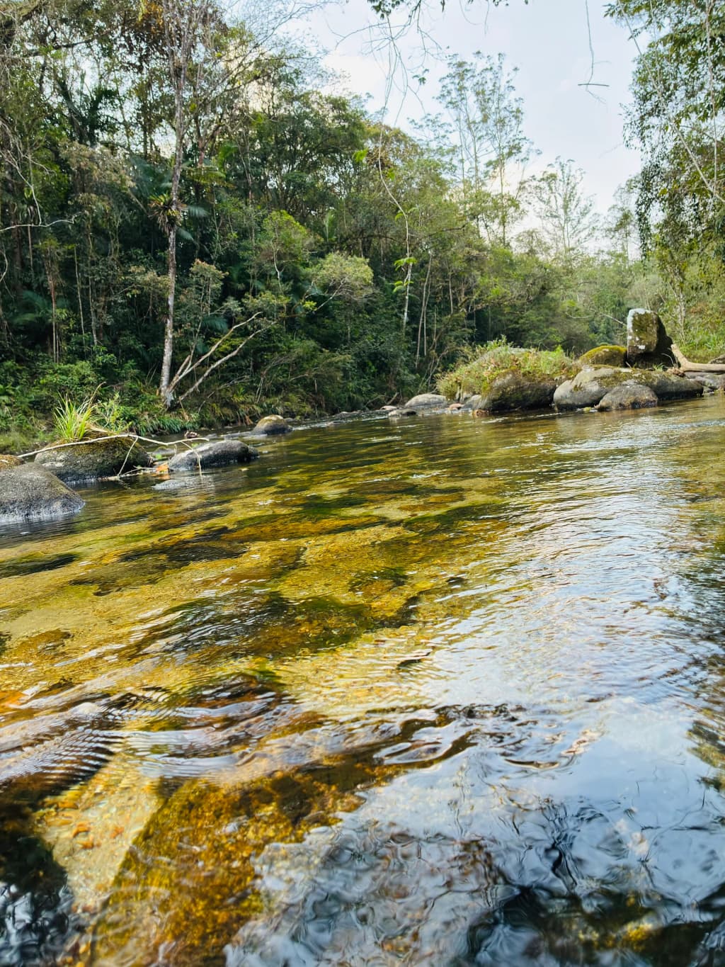 Rustic bridge deep in the Atlantic Forest