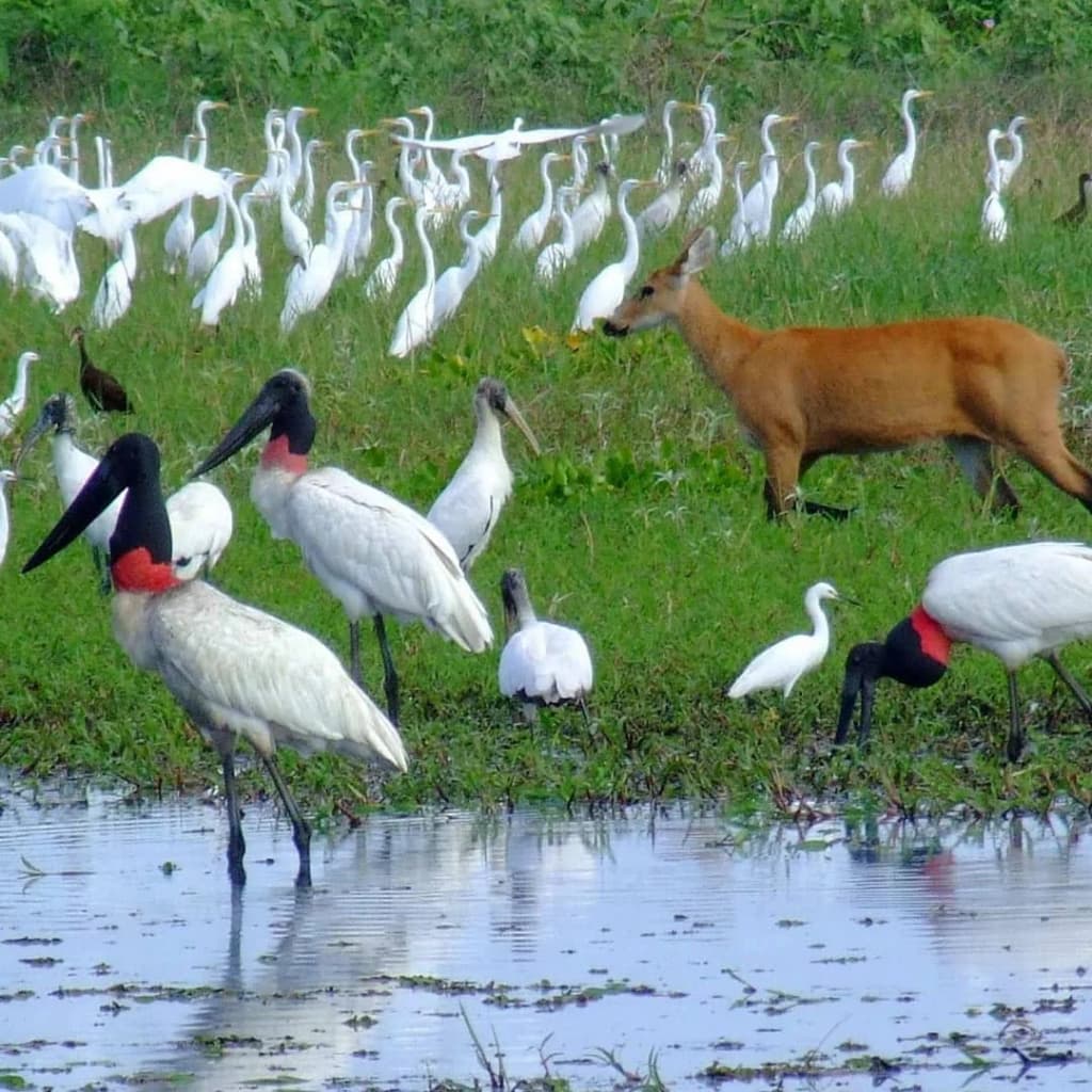 Pantanal Matogrossense National Park - Photo by PARAFUSO BORRACHEIRO