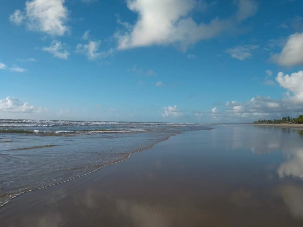 Palm trees framing the coastline at Praia do Sul