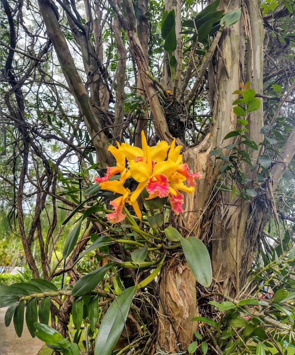 Dense vegetation in Parque Municipal do Trabiju