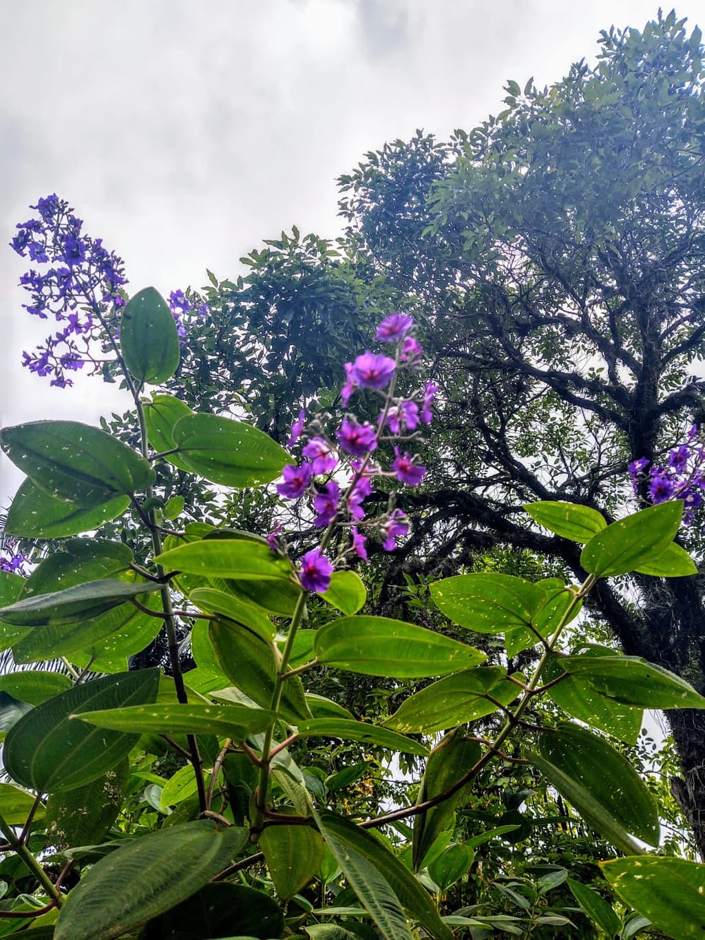 Peaceful nature scene near Nova Gokula temple