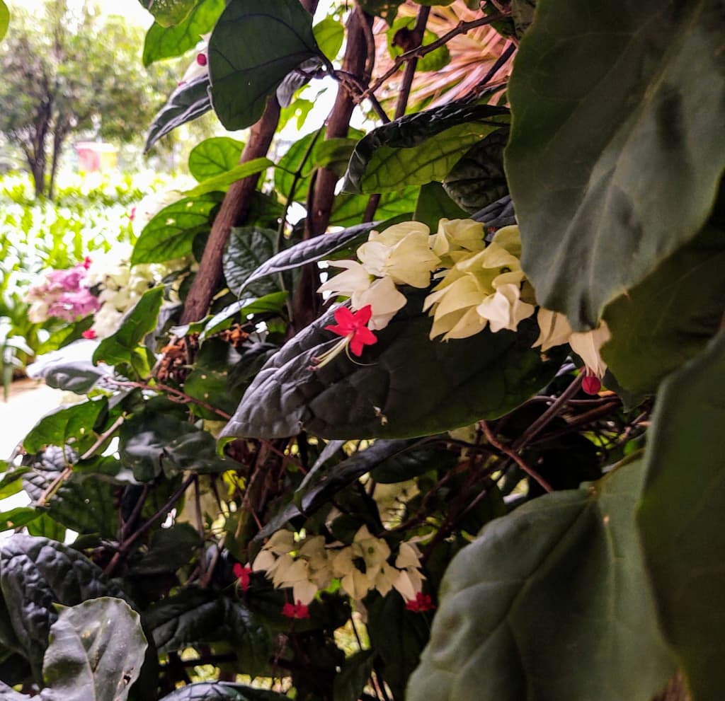 Green landscape of Serra da Mantiqueira in Pindamonhangaba
