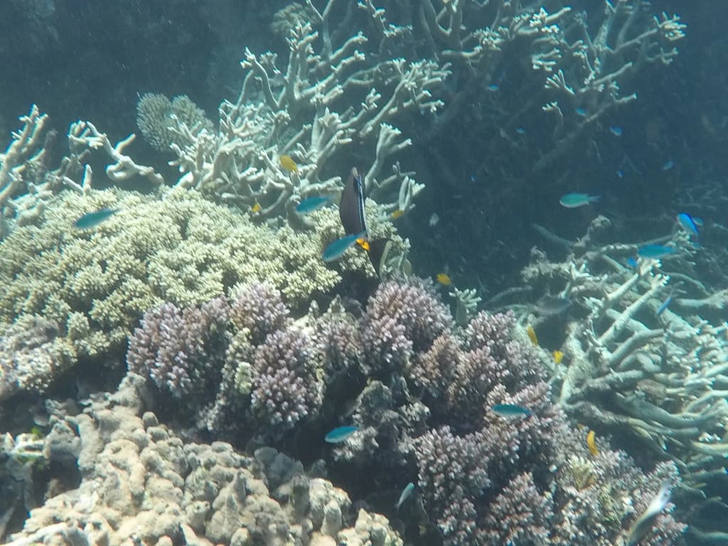 Great Barrier Reef - Photo by Jason La Marca, MD