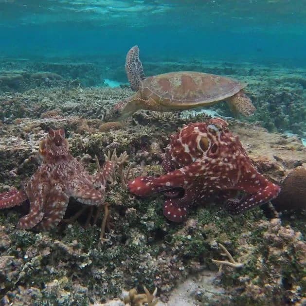 Vibrant marine life in the Great Barrier Reef