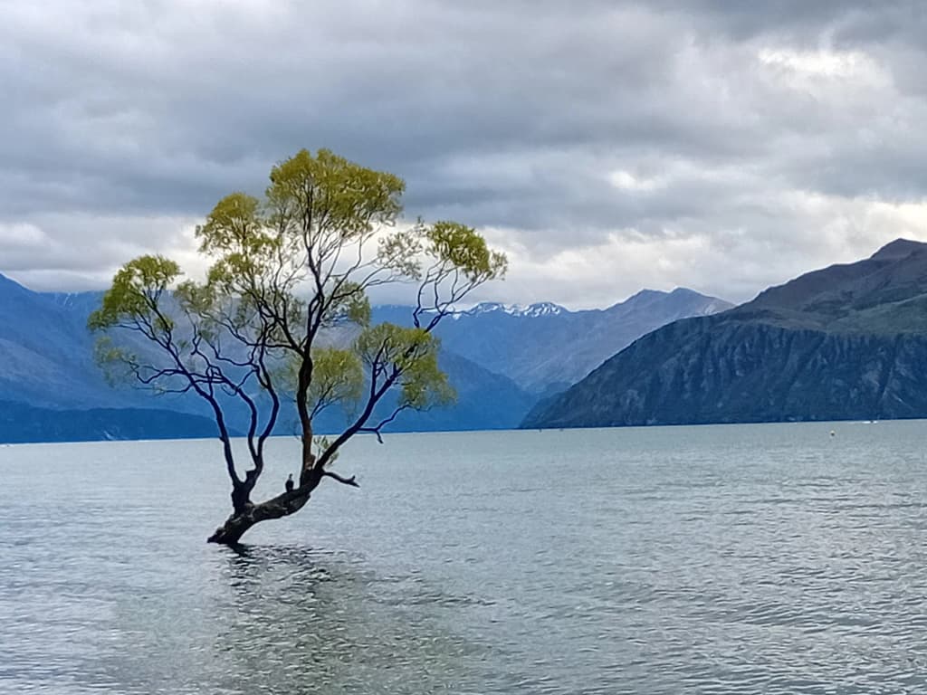 El famoso sauce solitario en las aguas heladas de Lake Wānaka