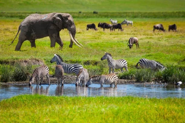 Serengeti National Park endless savannah and raw wildlife