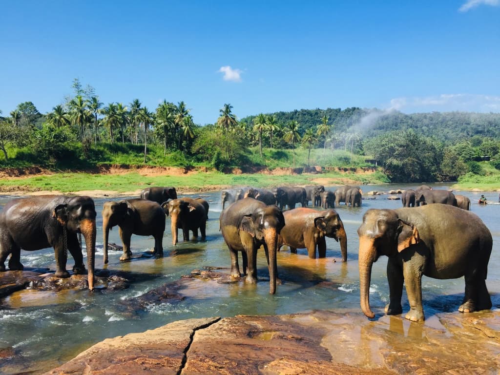 Pinnawala Elephant Orphanage - Photo by Saritha Jayasundara