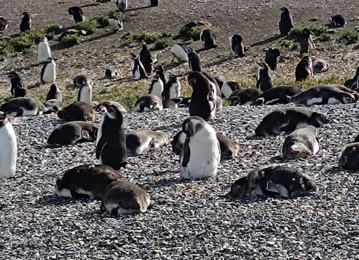 Magellanic penguins guarding their nests on the shores of Martillo Island