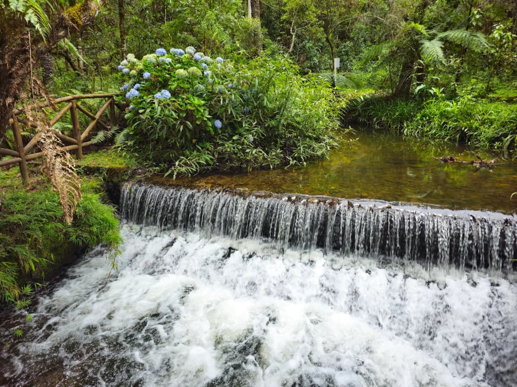 Lush green trails at Mananciais de Campos do Jordão State Park