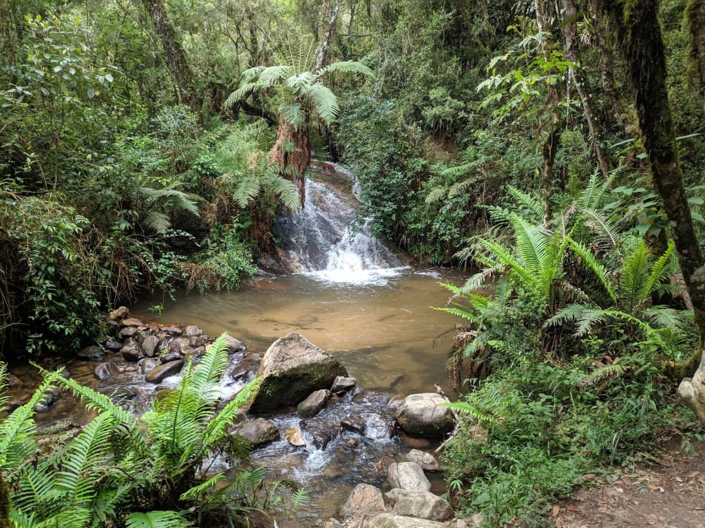 Mananciais de Campos do Jordão State Park - Photo by Cristiana Sbardella