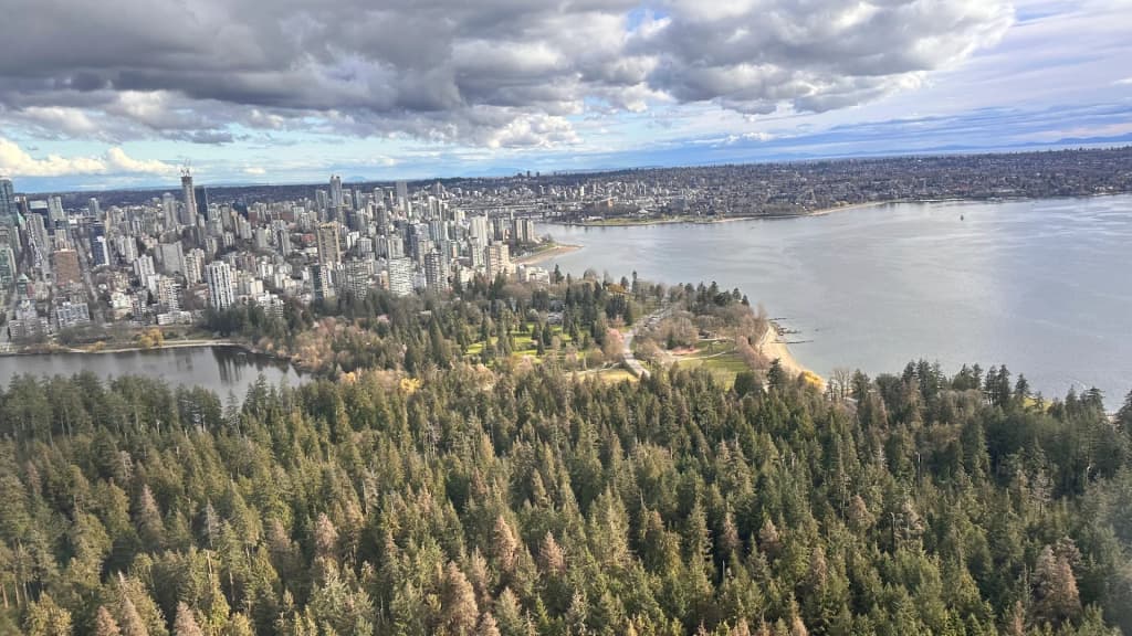 Forest view in Stanley Park showing tall trees