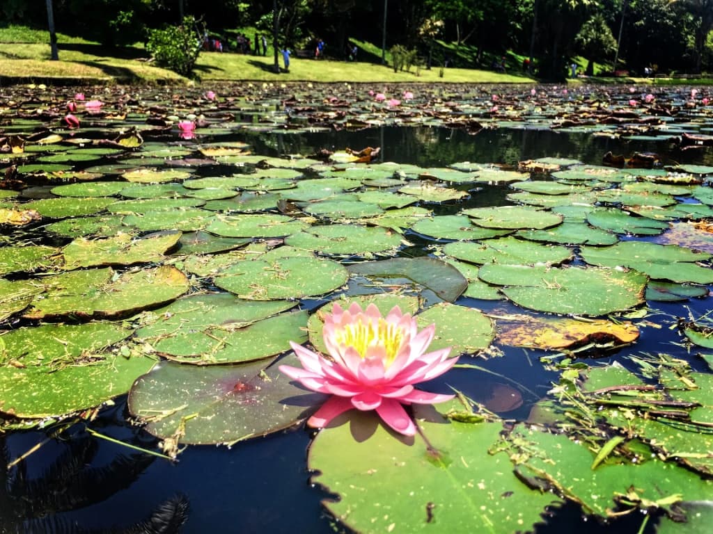 São Paulo Botanical Garden - Photo by Eric Costa