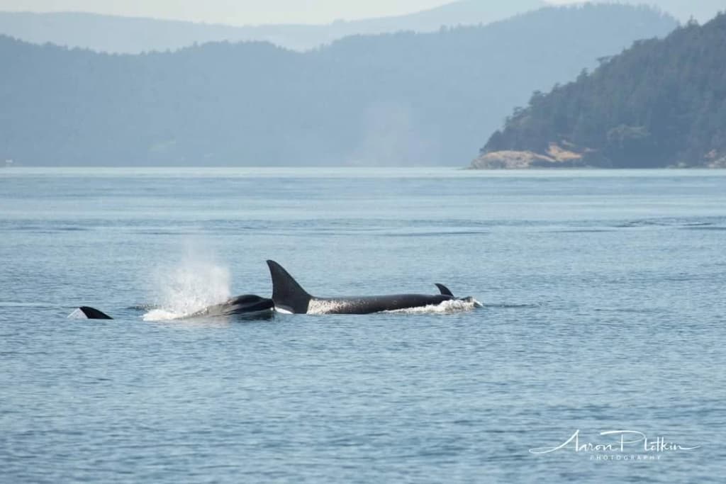 Vista costera de las Islas San Juan y el Pacífico