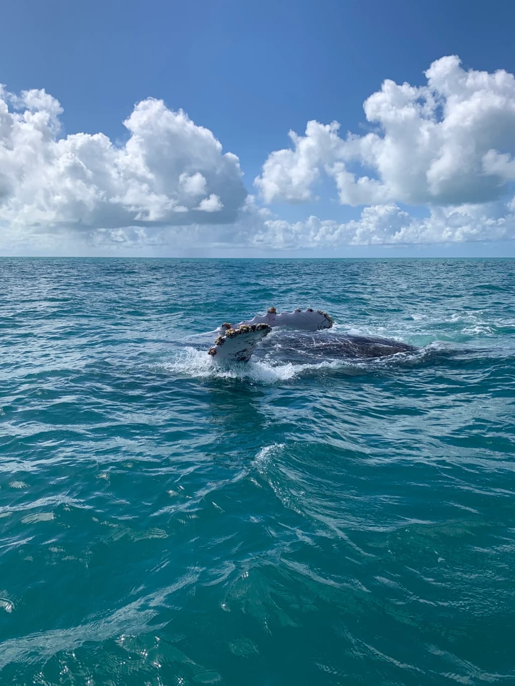 Recifes gigantes em Parcel das Paredes
