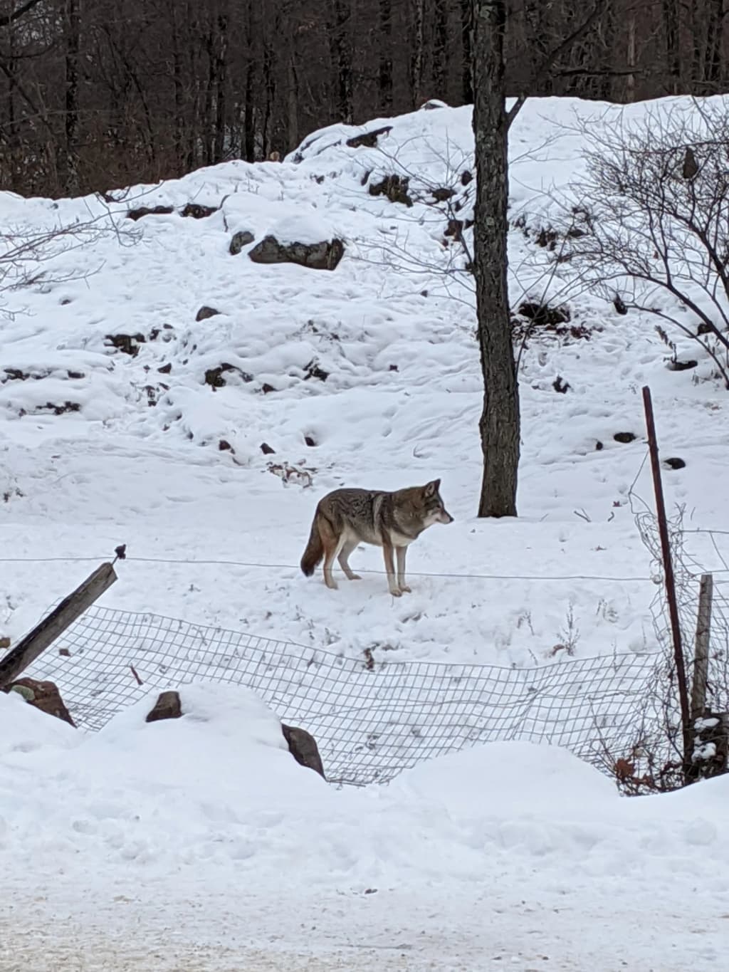 Wildlife roaming freely at Omega Park near Ottawa