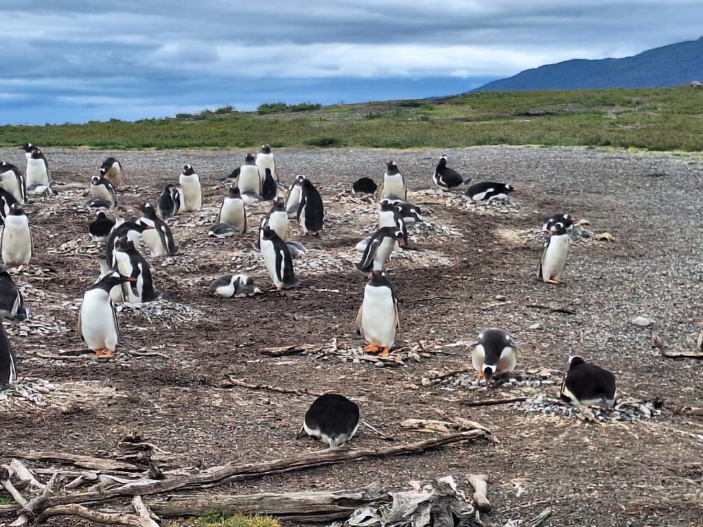 Magellanic penguins gathering on the pebbled shores of Hammer Island in the Beagle Channel