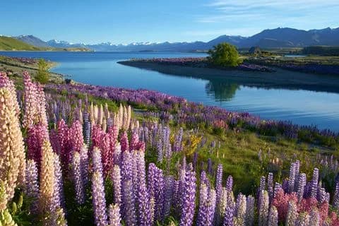 Looking out over the stunning blue waters of Lake Tekapo