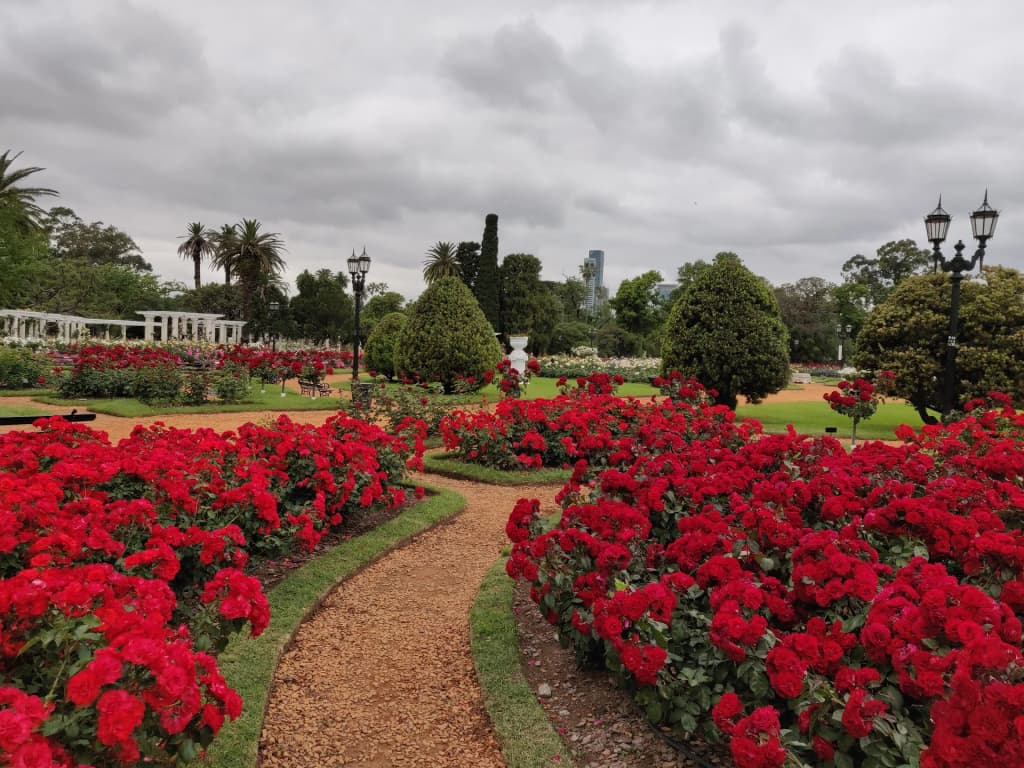 Bright pink blooms surrounding the tranquil lake at El Rosedal Garden in Palermo