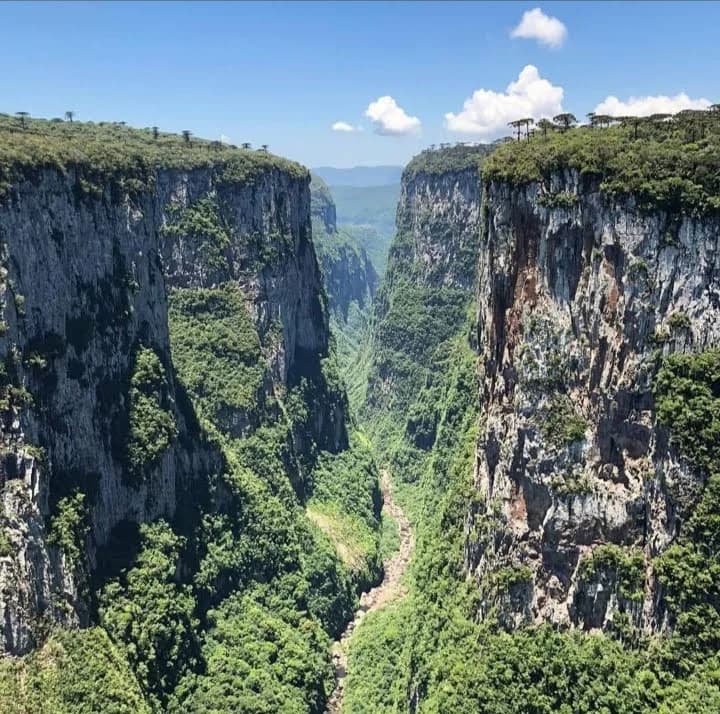 Lush vegetation and rolling fog in Aparados da Serra National Park