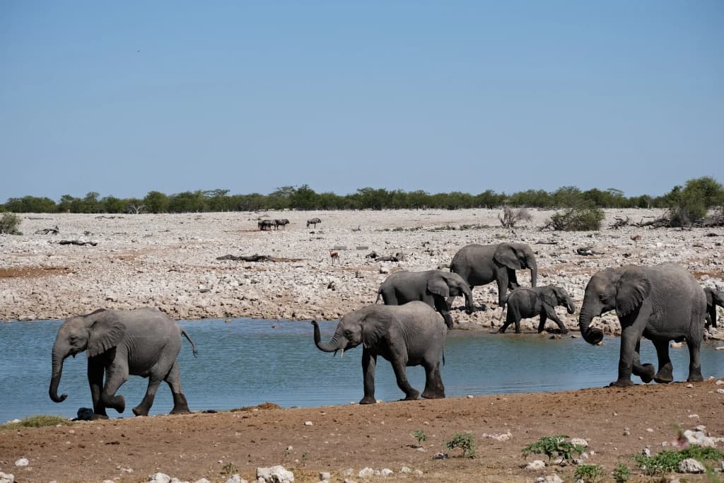 Animales cruzando Etosha