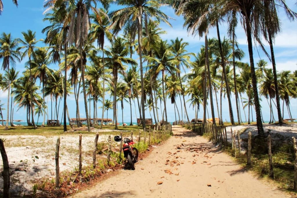 Coqueiros infinitos na Praia da Cueira