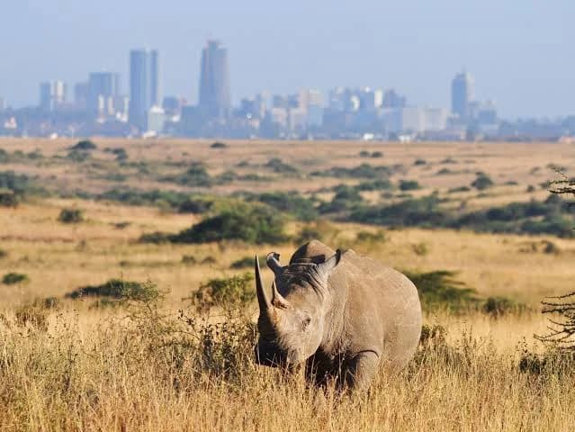 Wildlife roaming with the city skyline in Nairobi National Park
