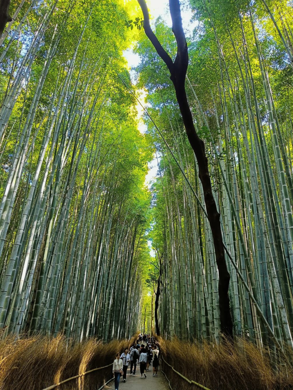 Looking up at the towering green stalks in Arashiyama Bamboo Grove
