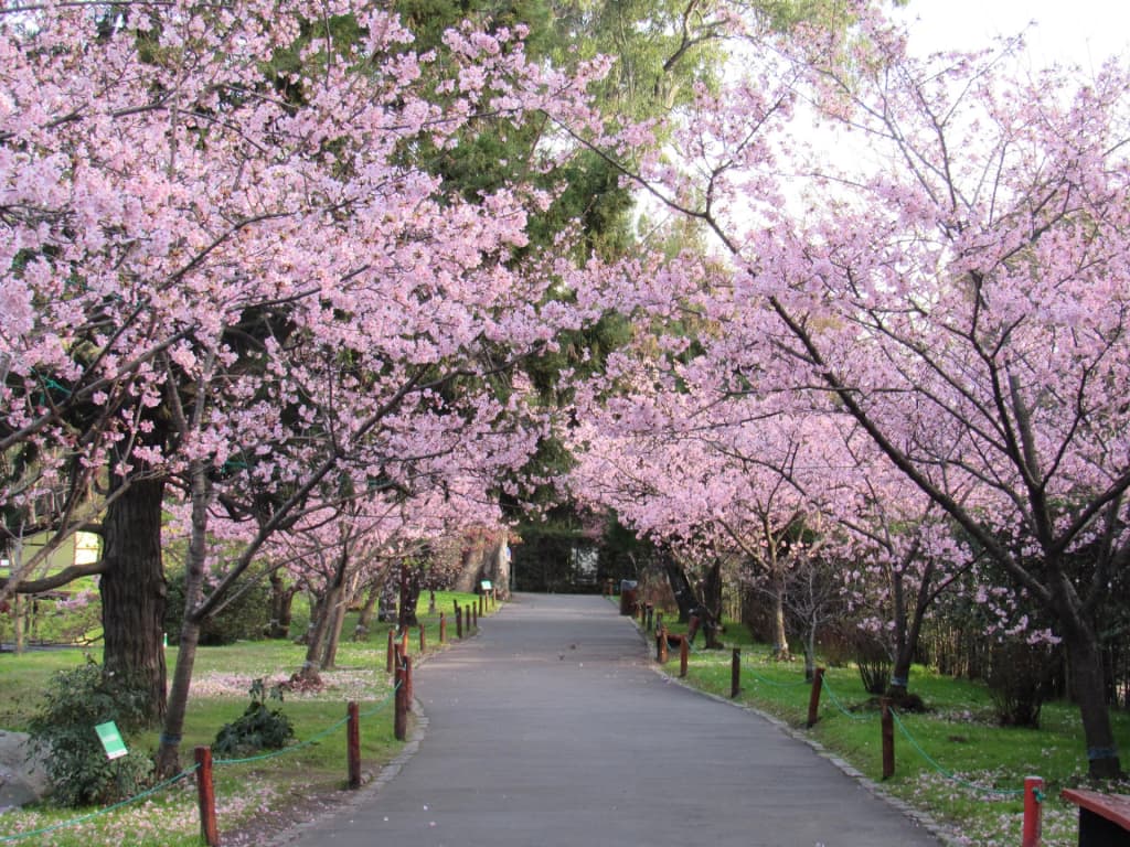 Serene koi ponds and red arched bridges inside the Jardín Japonés of Buenos Aires