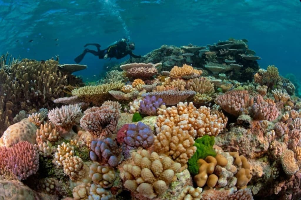 Aerial view of the Great Barrier Reef's vibrant coral and turquoise waters
